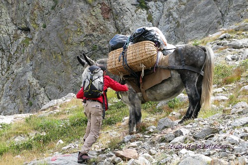 COME UNA VOLTA. In alcune zone delle Alpi dove non arrivano i fuoristrada, i pastori si avvalgano di cavalli e muli per le loro attività. Dintorni del Bivacco Varrone nel Vallone di Lourousa, Piemonte, ITALIA.