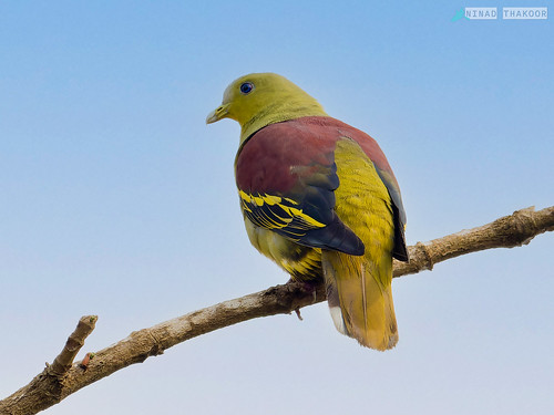 Gray-fronted Green-Pigeon • <a style="font-size:0.8em;" href="http://www.flickr.com/photos/59465790@N04/52440382861/" target="_blank">View on Flickr</a>