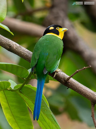 Long-tailed Broadbill (Lifer) • <a style="font-size:0.8em;" href="http://www.flickr.com/photos/59465790@N04/52440383021/" target="_blank">View on Flickr</a>