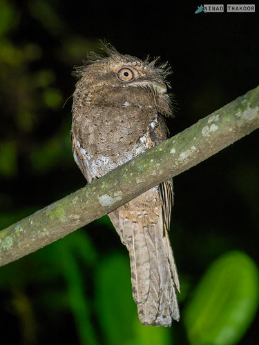 Sri Lanka Frogmouth (Lifer) • <a style="font-size:0.8em;" href="http://www.flickr.com/photos/59465790@N04/52440835355/" target="_blank">View on Flickr</a>