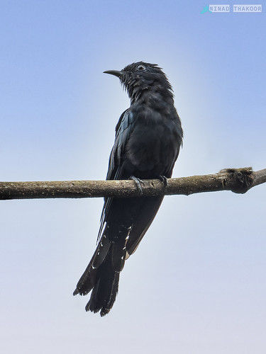 Square-tailed Drongo-Cuckoo (Lifer) • <a style="font-size:0.8em;" href="http://www.flickr.com/photos/59465790@N04/52440836025/" target="_blank">View on Flickr</a>