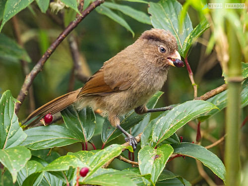 Brown Parrotbill (Lifer) • <a style="font-size:0.8em;" href="http://www.flickr.com/photos/59465790@N04/52442041642/" target="_blank">View on Flickr</a>
