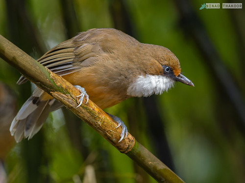 White-throated Laughingthrush • <a style="font-size:0.8em;" href="http://www.flickr.com/photos/59465790@N04/52442045037/" target="_blank">View on Flickr</a>