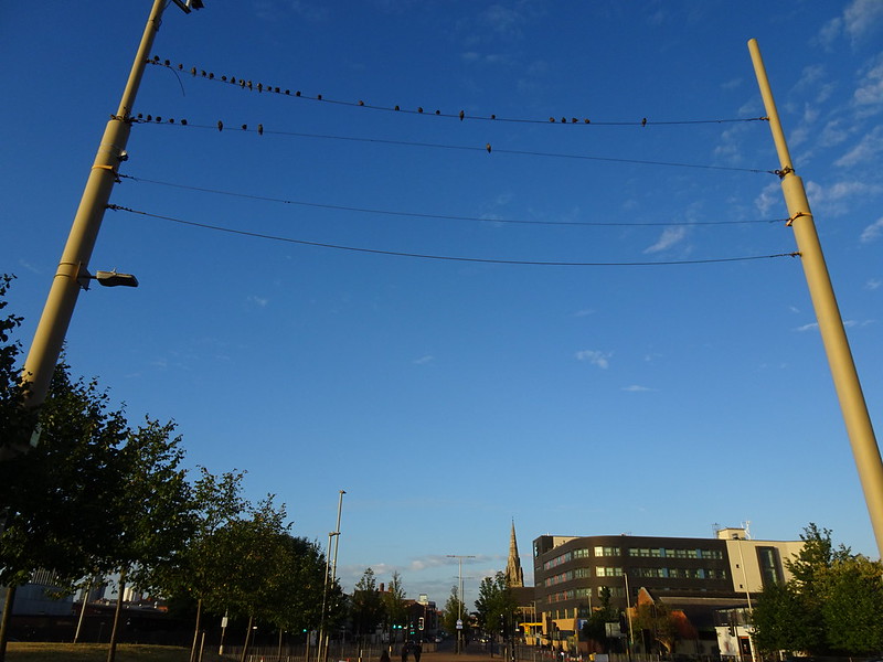 Birds on a wire<br/>© <a href="https://flickr.com/people/15023277@N02" target="_blank" rel="nofollow">15023277@N02</a> (<a href="https://flickr.com/photo.gne?id=52442465590" target="_blank" rel="nofollow">Flickr</a>)