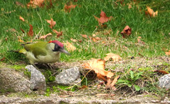 European green woodpecker, Picus viridis, Gröngöling