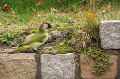 European green woodpecker, Picus viridis, Gröngöling