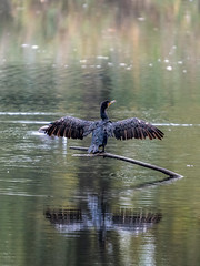 Lelystad Natuurpark - cormorant (aalscholver)