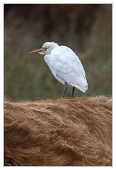 Cattle Egret hitching a ride