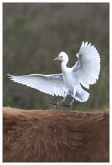 Cattle Egret coming in to land
