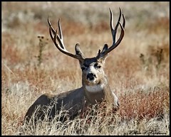 October 20, 2022 - Big mule deer buck. (Bill Hutchinson)