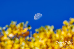 October 15, 2022 - Fall colors and the waning gibbous moon. (Tony's Takes)