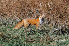 October 15, 2022 - Fox in the brush. (Tony's Takes)