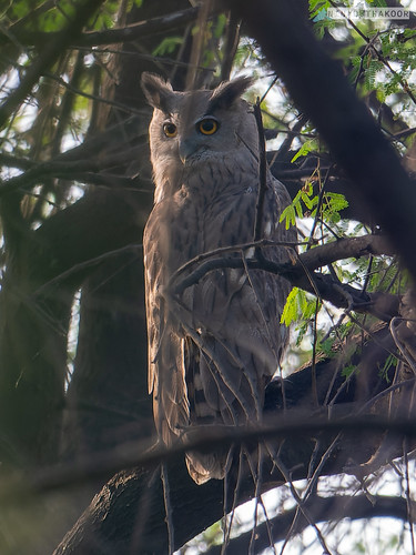 Dusky Eagle-Owl (Lifer) • <a style="font-size:0.8em;" href="http://www.flickr.com/photos/59465790@N04/52448141185/" target="_blank">View on Flickr</a>