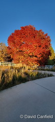 October 21, 2022 - Fall colors in Broomfield. (David Canfield)