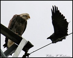October 16, 2022 - Bald eagle and crow have a discussion. (Bill Hutchinson)