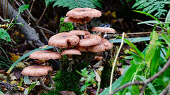 A hallmark of autumn: mushrooms