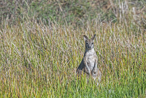 Agile Wallaby - Biboohra, Tablelands, Queensland, Australia