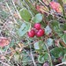 cranberries beside the Long Causey