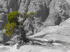 Lonely tree, Petra, Jordan