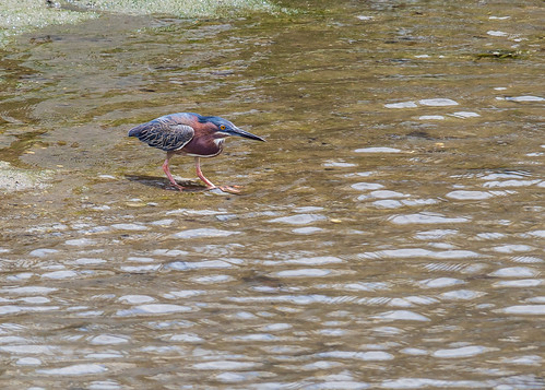 A green heron at the water's edge  - Nelson's Dock Yard, Antigua