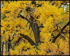 October 26, 2022 - Fall colors looking beautiful. (Bill Hutchinson)