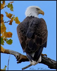 October 23, 2022 - Regal bald eagle hanging out. (Bill Hutchinson)