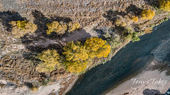 October 26, 2022 - Fall colors along the South Platte River. (Tony's Takes)