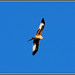Red Kite: Milvus milvus