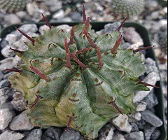 Euphorbia horrida major nova