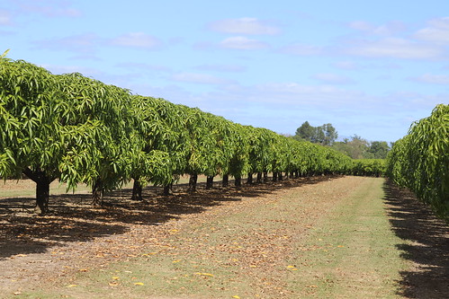 Mango Trees in cultivation, Mareeba, Queensland