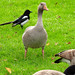 Greylag goose, Anser anser, Grågås