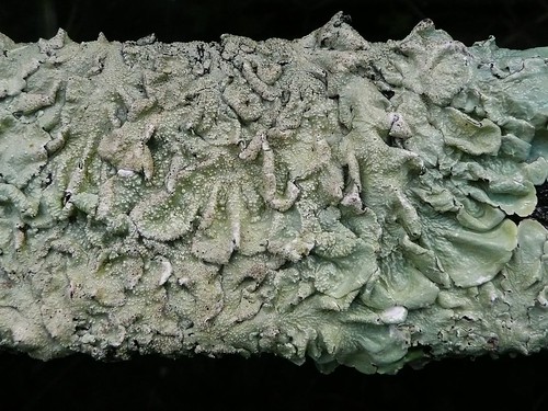Lichen..Or is it..?