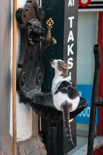 Cat Drinking From Public Faucet, Edirne Turkiye