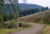 Forest track, Radnor hills