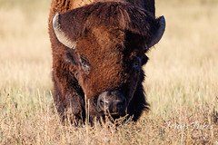 Down low and head on with a bison bull