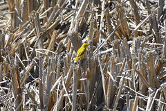Yellow Warbler in Dead Reeds