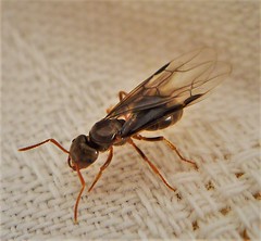 Queen Ant - Lasius niger sensu lato