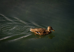 A nice duck swimming in the lake