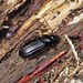Carabidae Nebria brevicollis/salina
