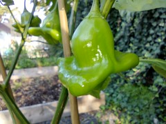 Jamaican bell pepper