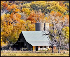 November 3, 2022 - A picture perfect fall scene in the Colorado foothills. (Bill Hutchinson)