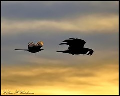 November 3, 2022 - A magpie pursues a crow.  (Bill Hutchinson)