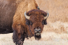 November 6, 2022 - Bison bull with a mouthful of grass and a starling on its head. (Tony's Takes)