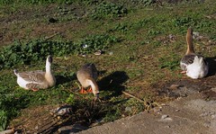 Swan goose, Anser cygnoides