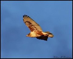 November 5, 2022 - Ferruginous hawk in the early morning light. (Bill Hutchinson)