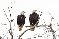 November 5, 2022 - Beautiful bald eagle pair hanging out. (Tony's Takes)