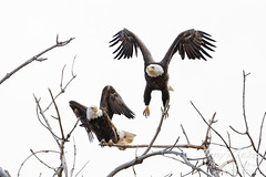 November 5, 2022 - Female bald eagle takes flight. (Tony's Takes)