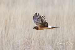 November 6, 2022 - Northern harrier flyby. (Tony's Takes)