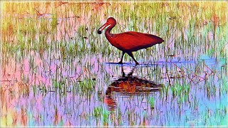 Limpkin in the Colorful Autumn in the Mangrove