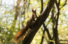 Eurasian red squirrel 05112022 (1)_06